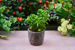 Растения, которые стоит выращивать дома